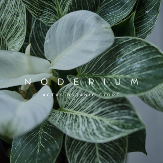 NODERIUM POP UP SHOP